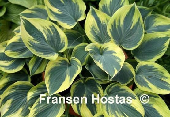 Hosta Aristocrat